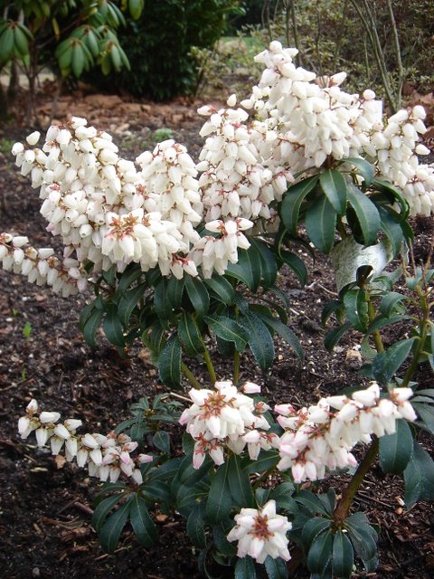 Pieris japonica 'Bonfire'